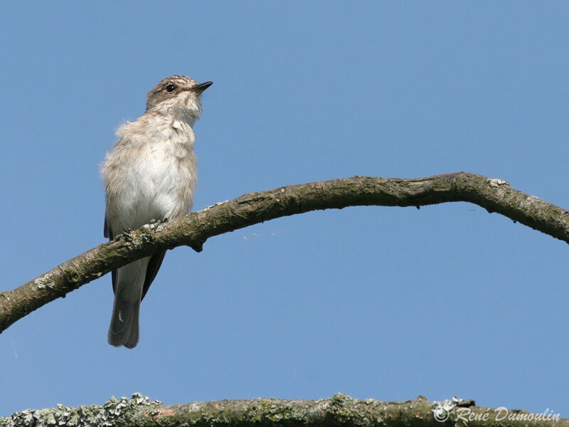 Spotted Flycatcheradult