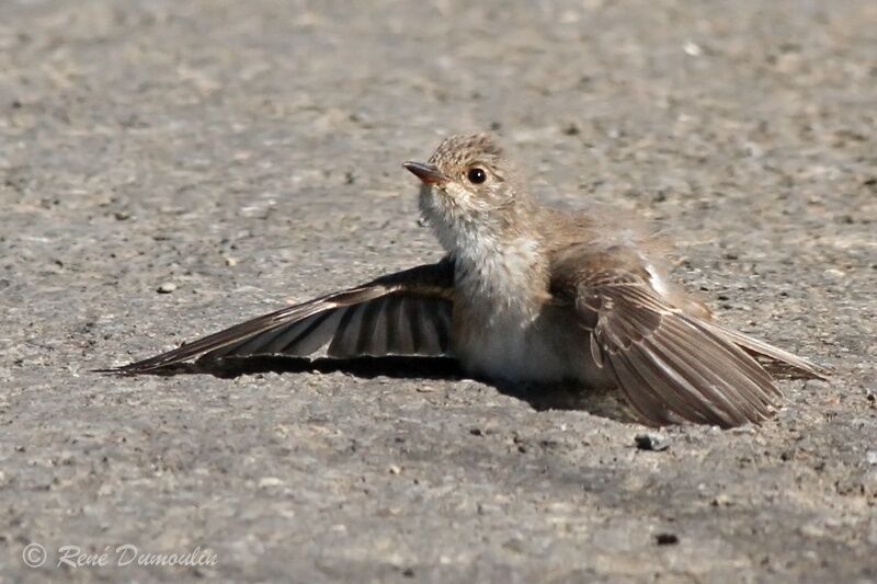 Spotted FlycatcherFirst year, Behaviour