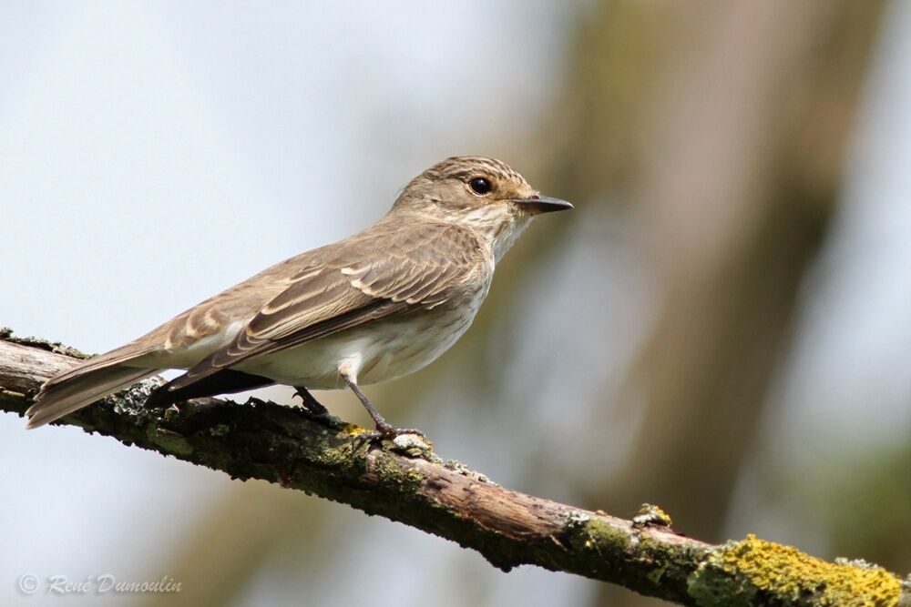 Spotted Flycatcherjuvenile, identification