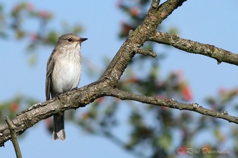 Spotted Flycatcher, identification