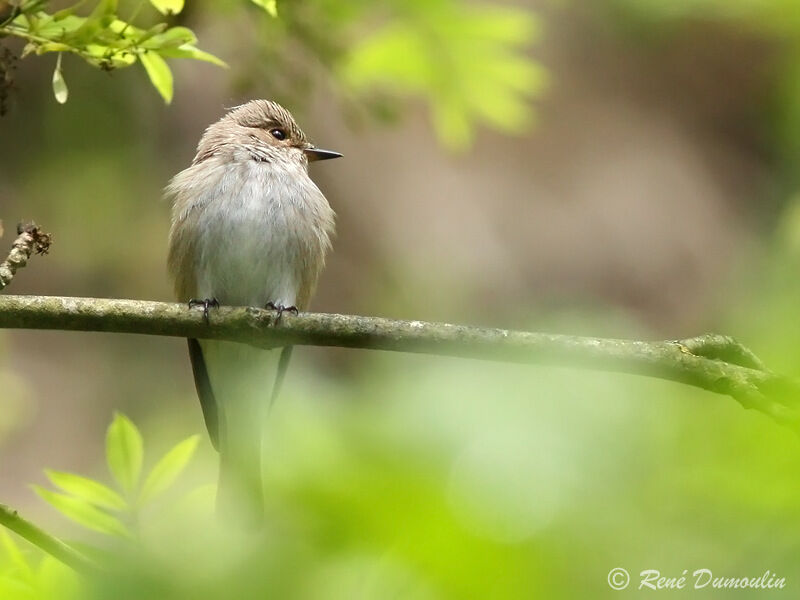 Spotted Flycatcheradult, identification