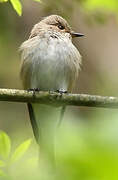 Spotted Flycatcher