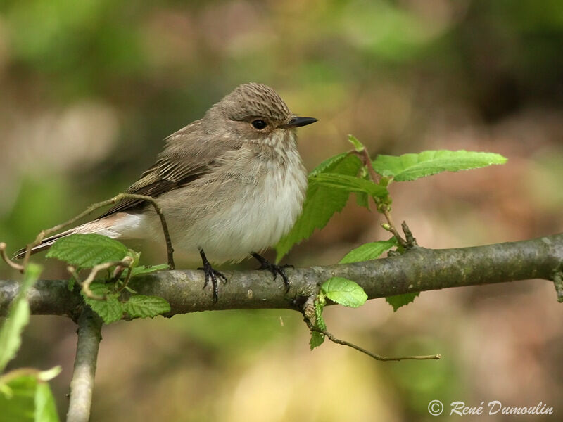 Spotted Flycatcheradult, identification