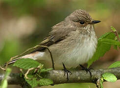 Spotted Flycatcher