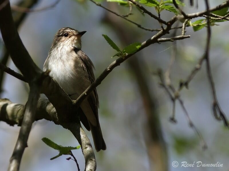 Spotted Flycatcheradult, identification