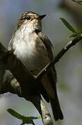 Spotted Flycatcher