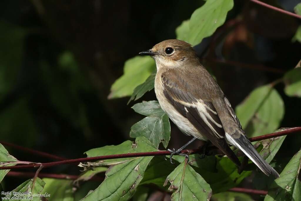 Gobemouche noir1ère année, identification