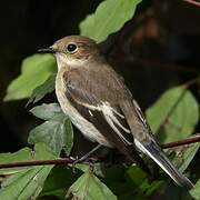 European Pied Flycatcher