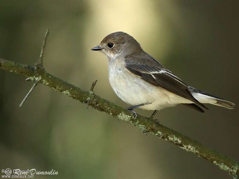 European Pied Flycatcher, identification