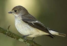 European Pied Flycatcher