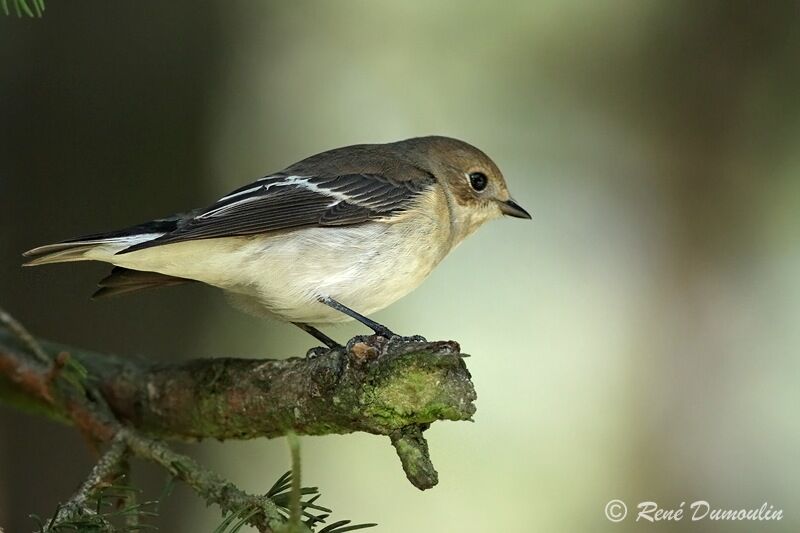 Gobemouche noir, identification