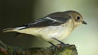 European Pied Flycatcher