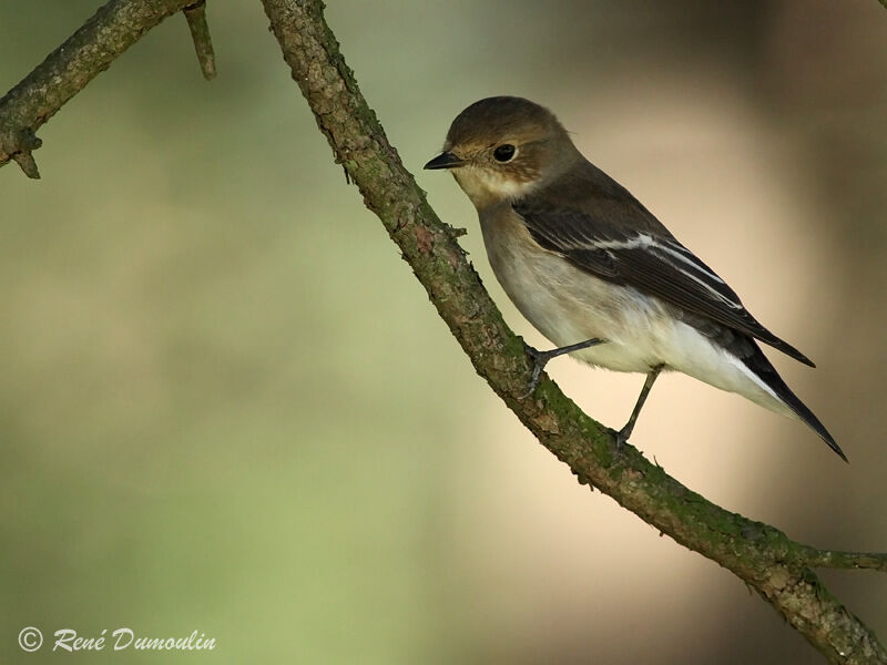 Gobemouche noir, identification