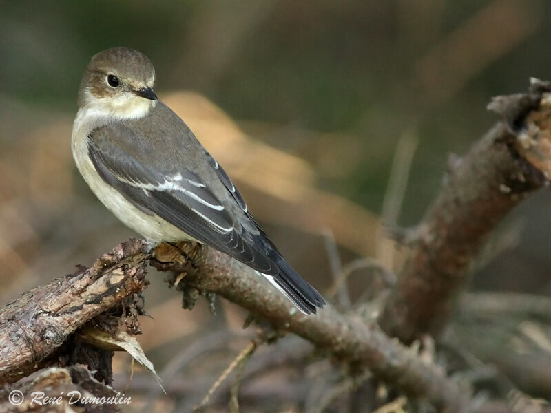 European Pied Flycatcher, identification