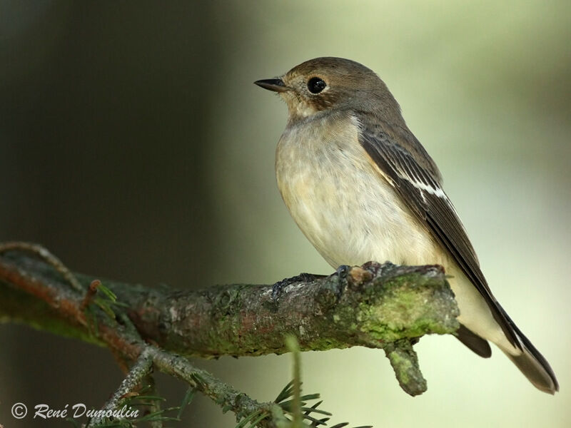 Gobemouche noir, identification