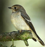 European Pied Flycatcher