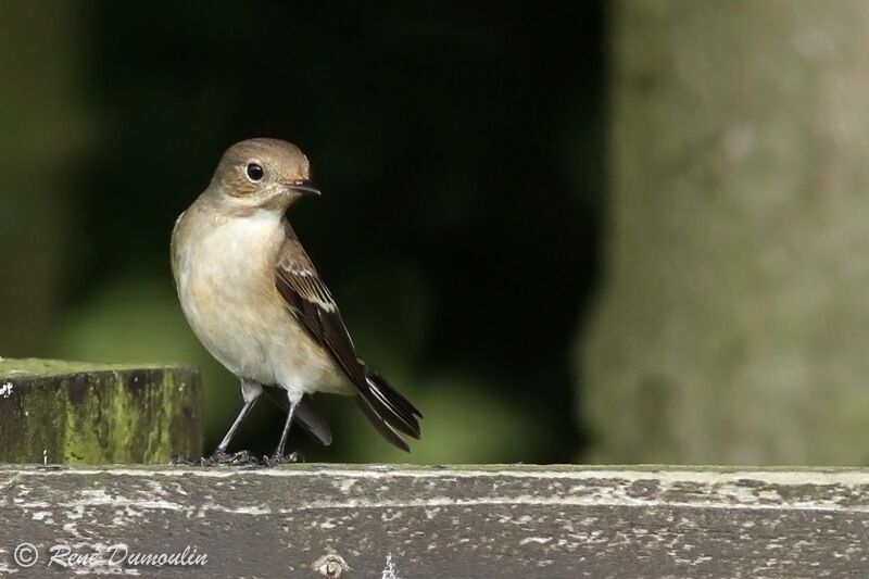 European Pied Flycatcherjuvenile, identification