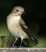 European Pied Flycatcher