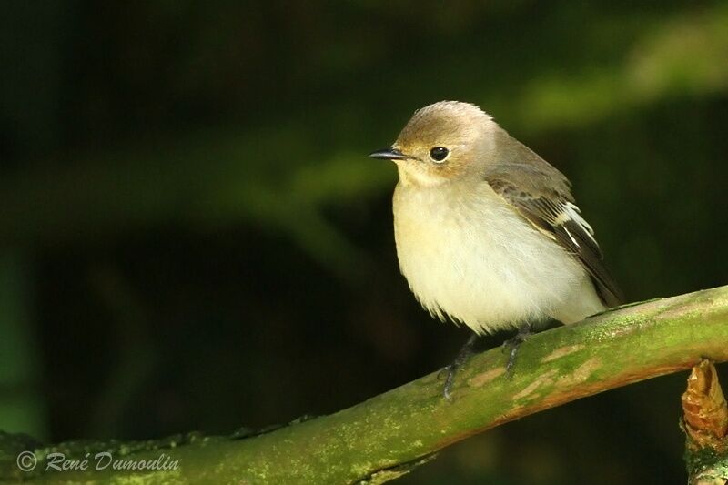 European Pied Flycatcherjuvenile, identification