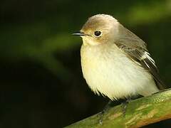 European Pied Flycatcher