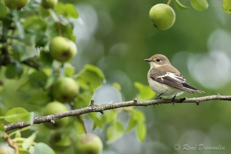 Gobemouche noir femelle immature