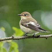 European Pied Flycatcher