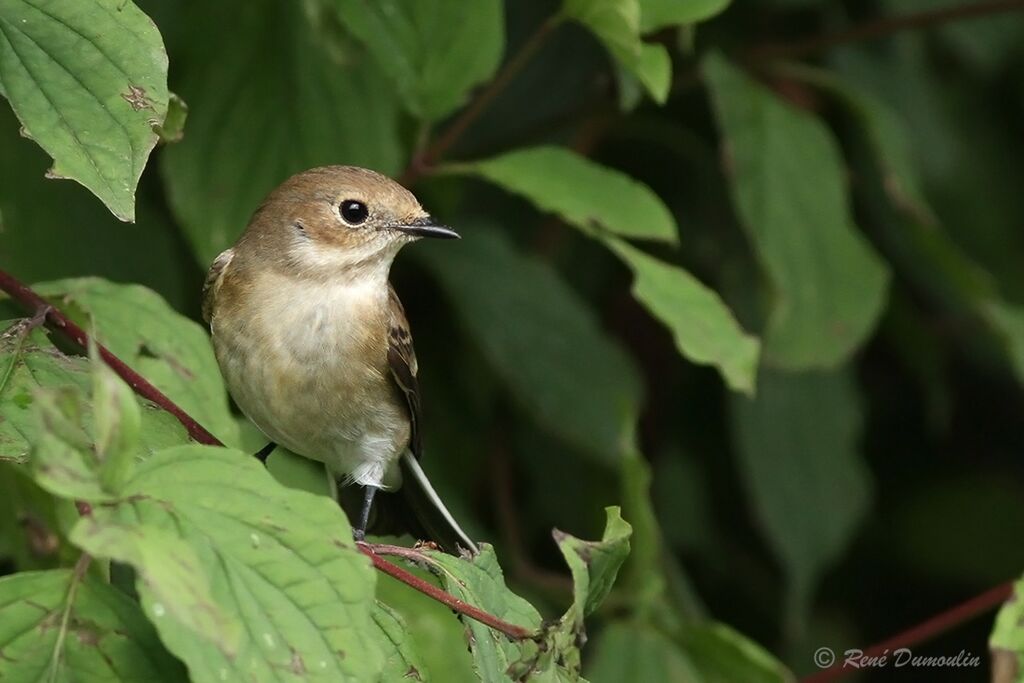 European Pied Flycatcher male adult post breeding, identification