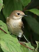 European Pied Flycatcher