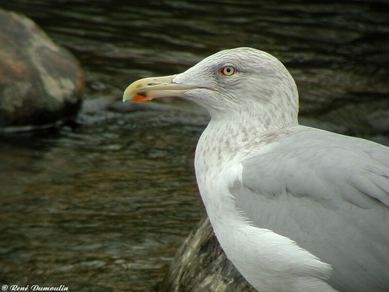 European Herring Gull