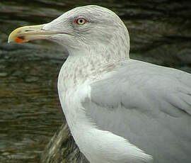 Goéland argenté