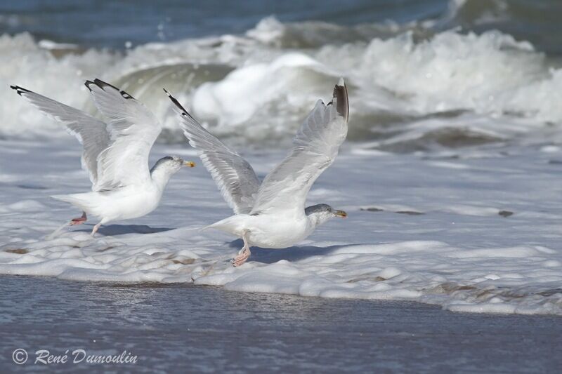 European Herring Gull, Flight