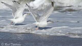 European Herring Gull