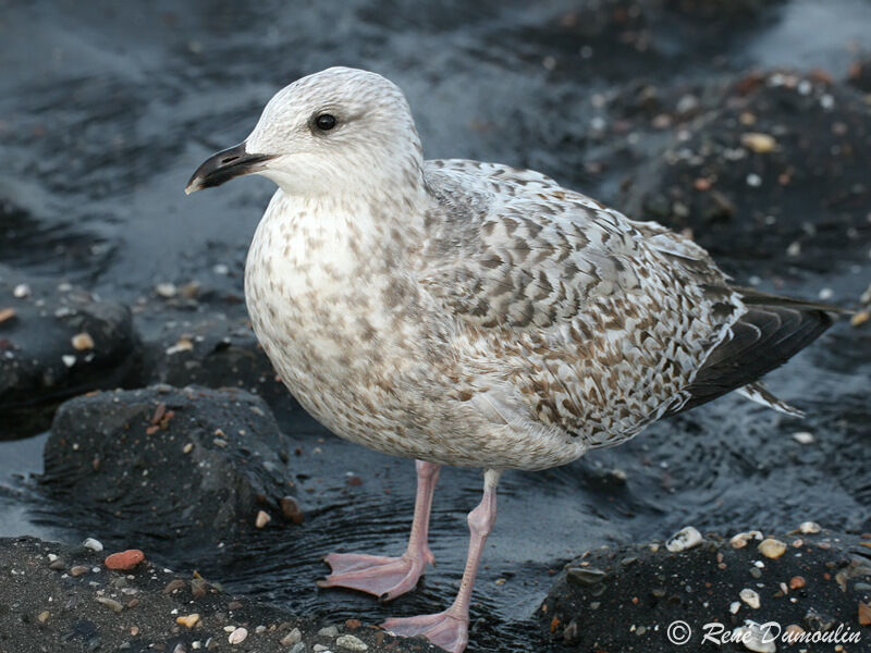 European Herring GullFirst year