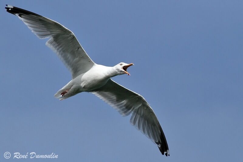 European Herring Gulladult, Flight, song