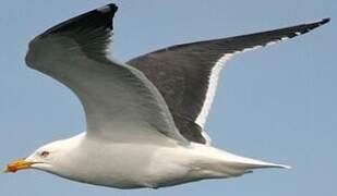 Lesser Black-backed Gull