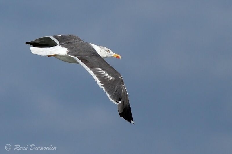 Lesser Black-backed Gulladult post breeding, Flight