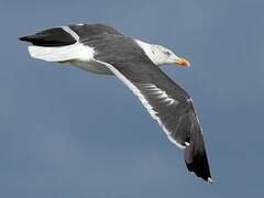 Lesser Black-backed Gull