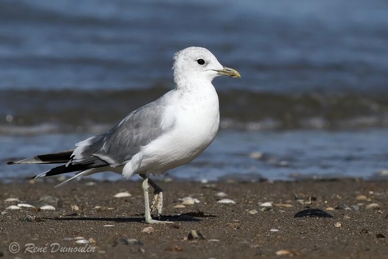 Common Gulladult post breeding, identification