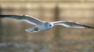 Common Gull