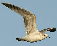 Common Gull