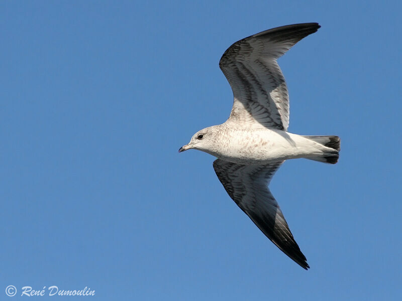 Common Gullimmature, Flight