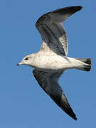 Common Gull