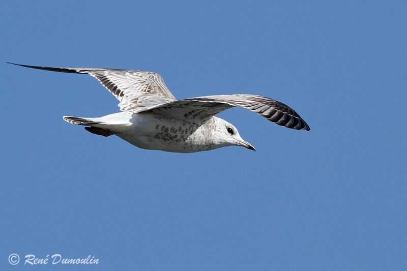 Common GullSecond year, identification