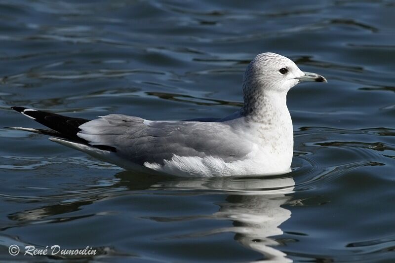 Common Gulladult post breeding, identification