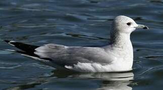 Common Gull