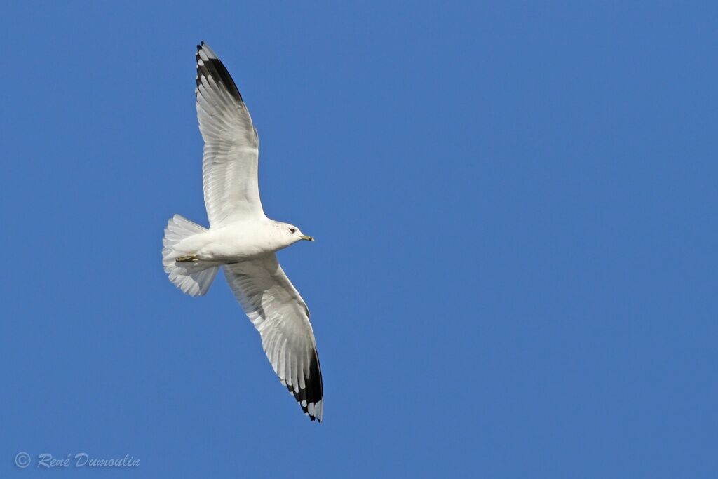 Common Gulladult, Flight