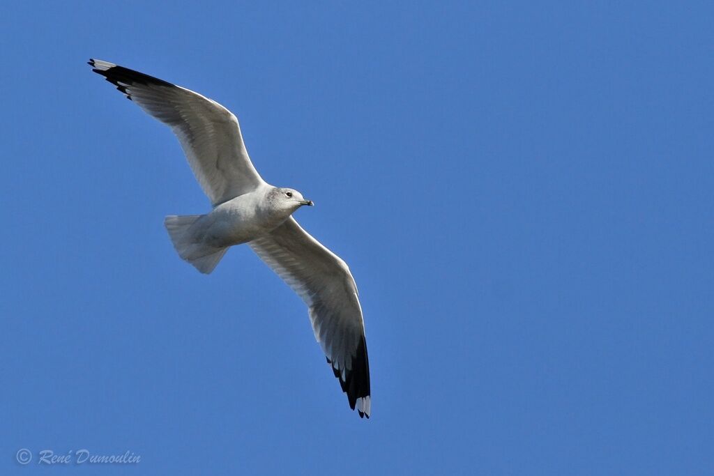 Common Gulladult, Flight