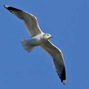 Common Gull