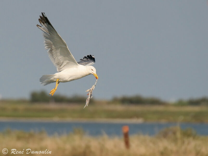 Yellow-legged Gulladult