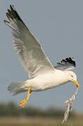 Yellow-legged Gull